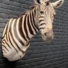 Taxidermie hoofd van een zebra