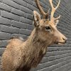 Stuffed head of a Thomsongazelle