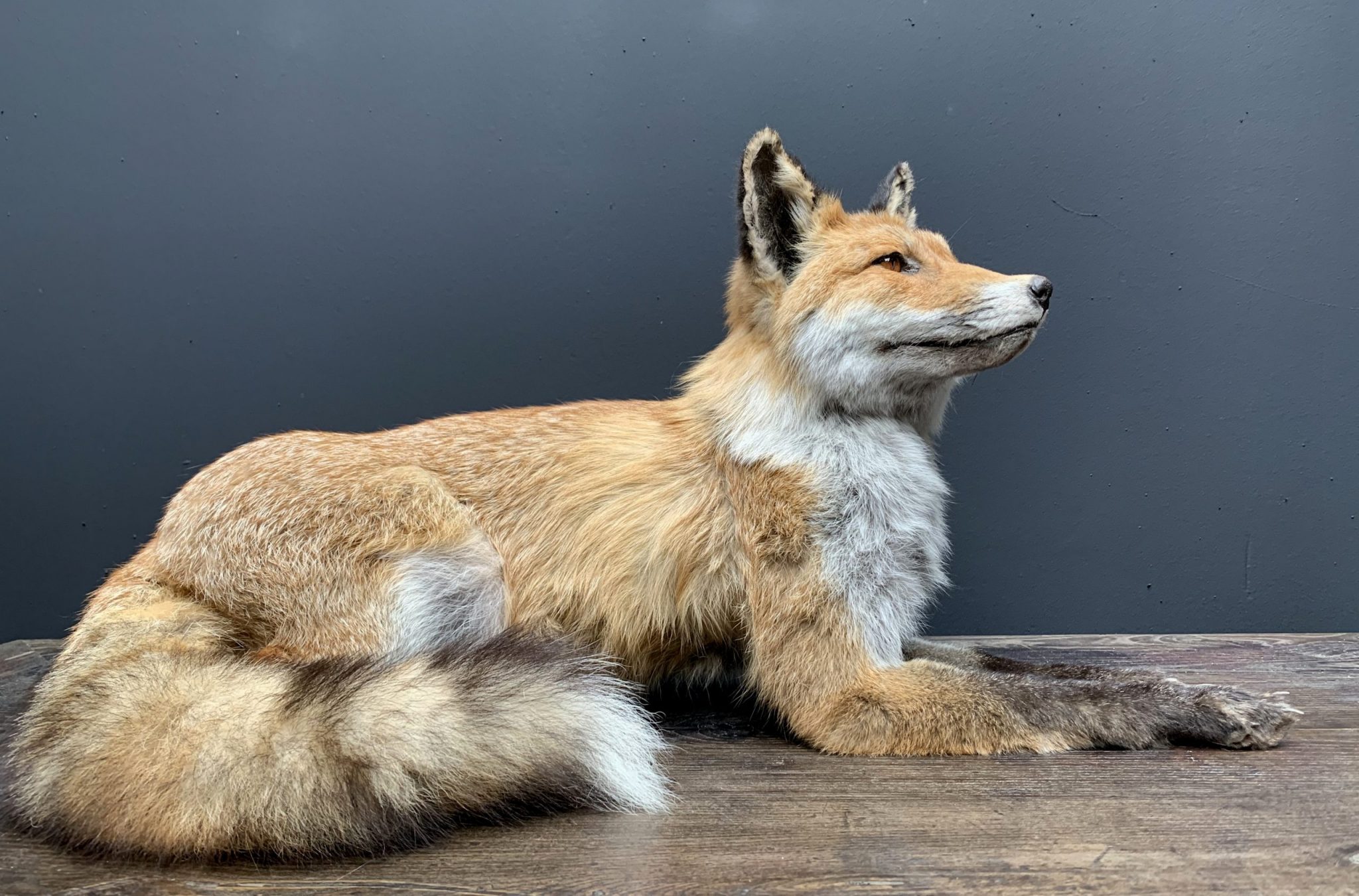 Ausgestopfter liegender Fuchs BEAST Interiors