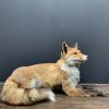 Taxidermy lying fox