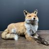 Taxidermy lying fox