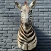 Recent opgezette kop van een Burchell zebra. Zebrakop