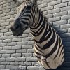 Recently stuffed head of a Burchell zebra