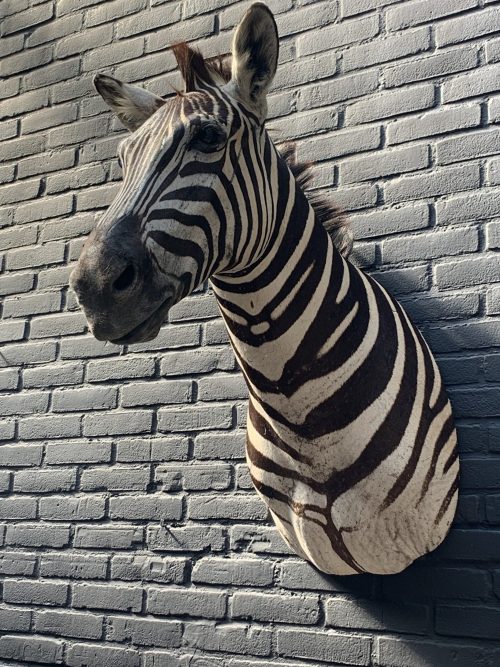 Recently stuffed head of a Burchell zebra