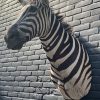 Recent opgezette kop van een Burchell zebra. Zebrakop