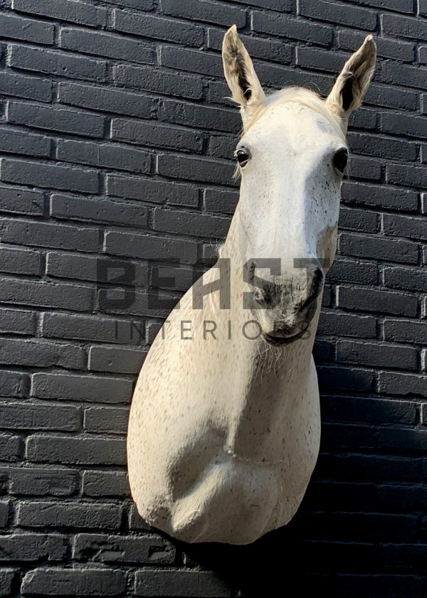 Recently mounted horse's head