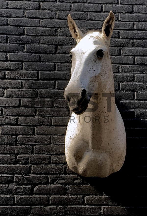 Recently mounted horse's head