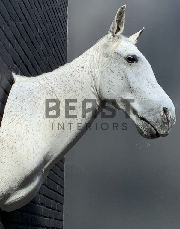 Recently mounted horse's head