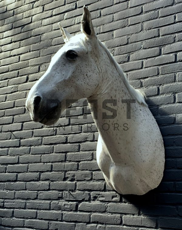 Recently mounted horse's head