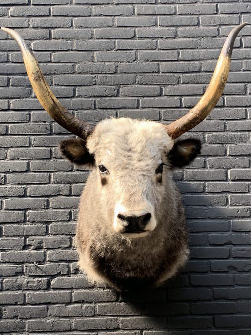 Imposing stuffed head of a Hungarian steppe cattle. Stuffed cow's head