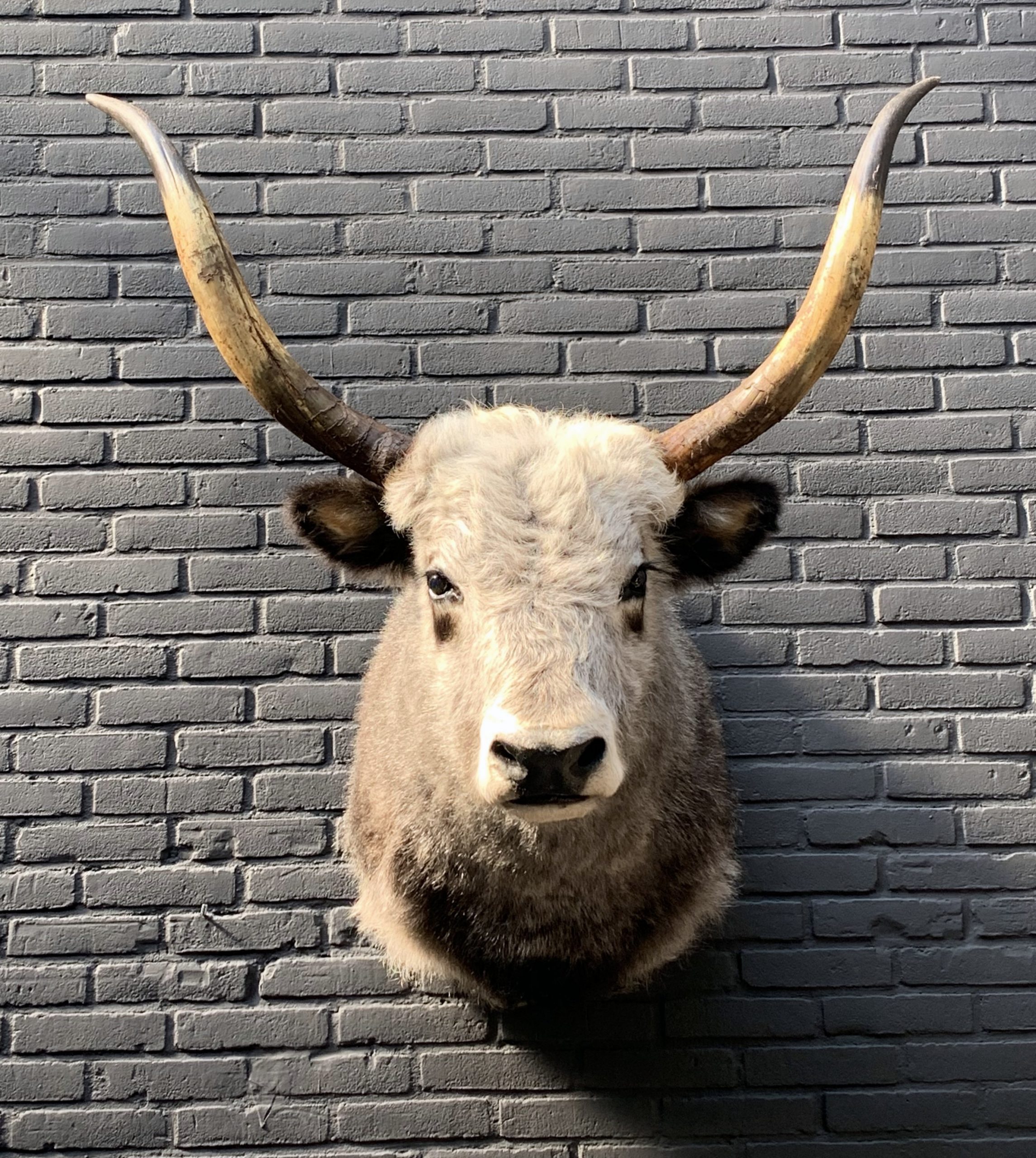 Stuffed cow head top