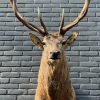 New stuffed head of a red stag