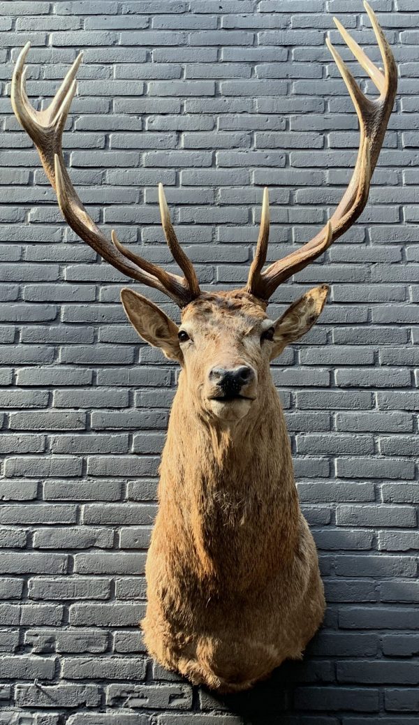 New stuffed head of a red stag