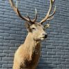 New stuffed head of a red stag