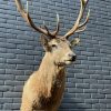 Imposing stuffed head of a Hungarian steppe cattle. Stuffed cow's head