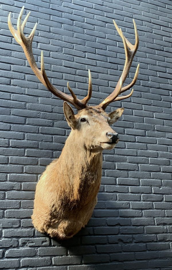 New stuffed head of a red stag