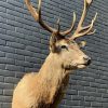 New stuffed head of a red stag