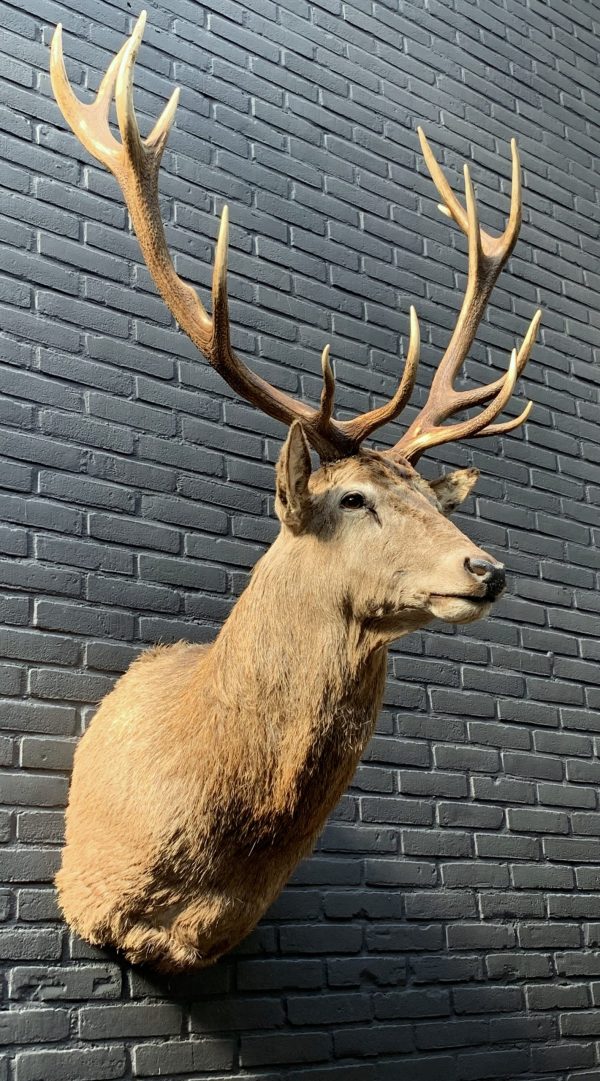 New stuffed head of a red stag