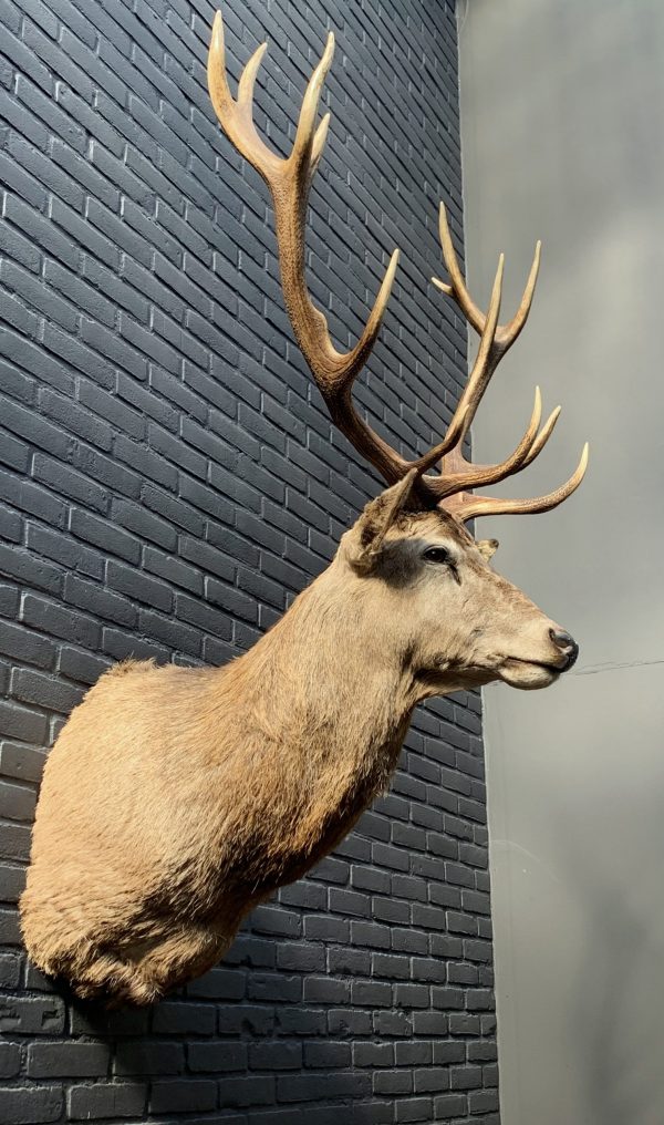 New stuffed head of a red stag