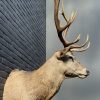 New stuffed head of a red stag