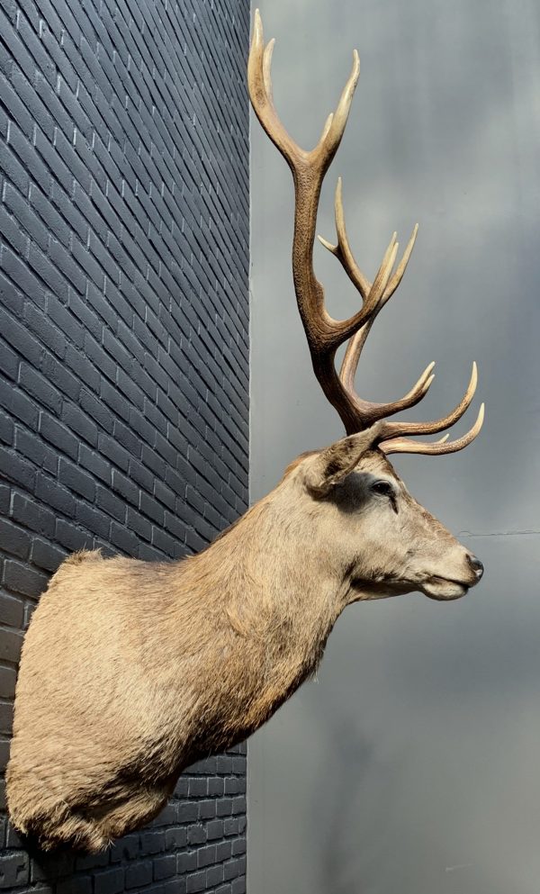 New stuffed head of a red stag