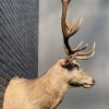 New stuffed head of a red stag