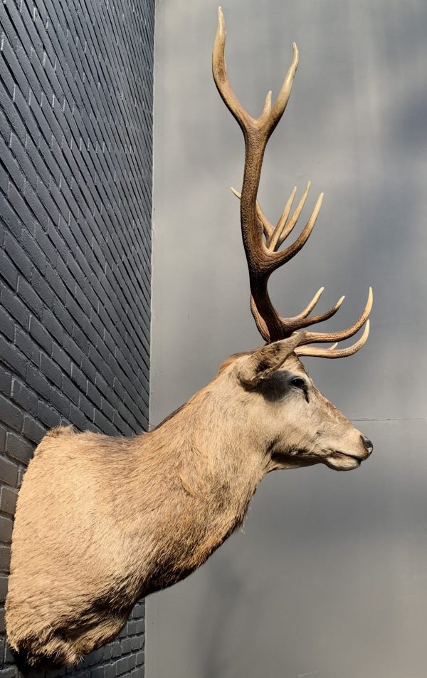 New stuffed head of a red stag