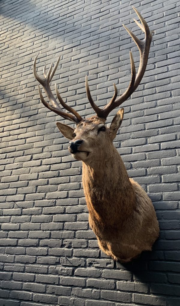 New stuffed head of a red stag