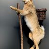 Stuffed head of a hare with antlers