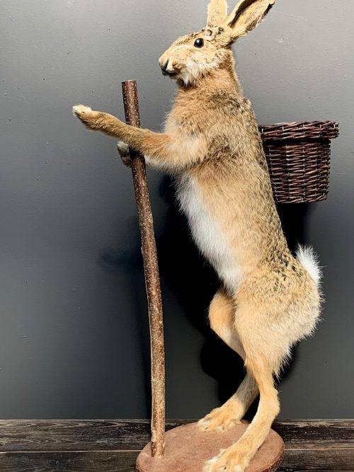 Taxidermy Easter bunny