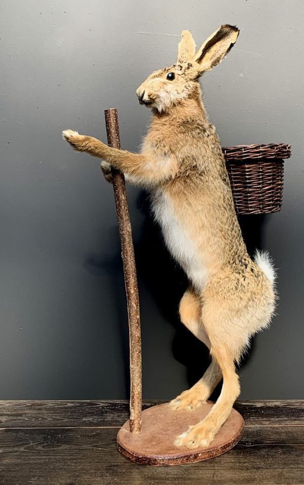 Taxidermy Easter bunny