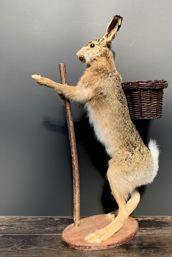 Taxidermy Easter bunny