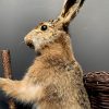 Taxidermy Easter bunny