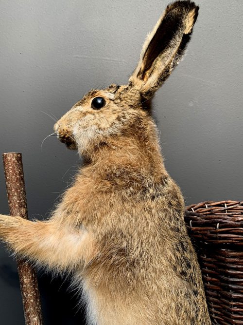 Taxidermy Easter bunny