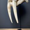 Nice Walrus skull