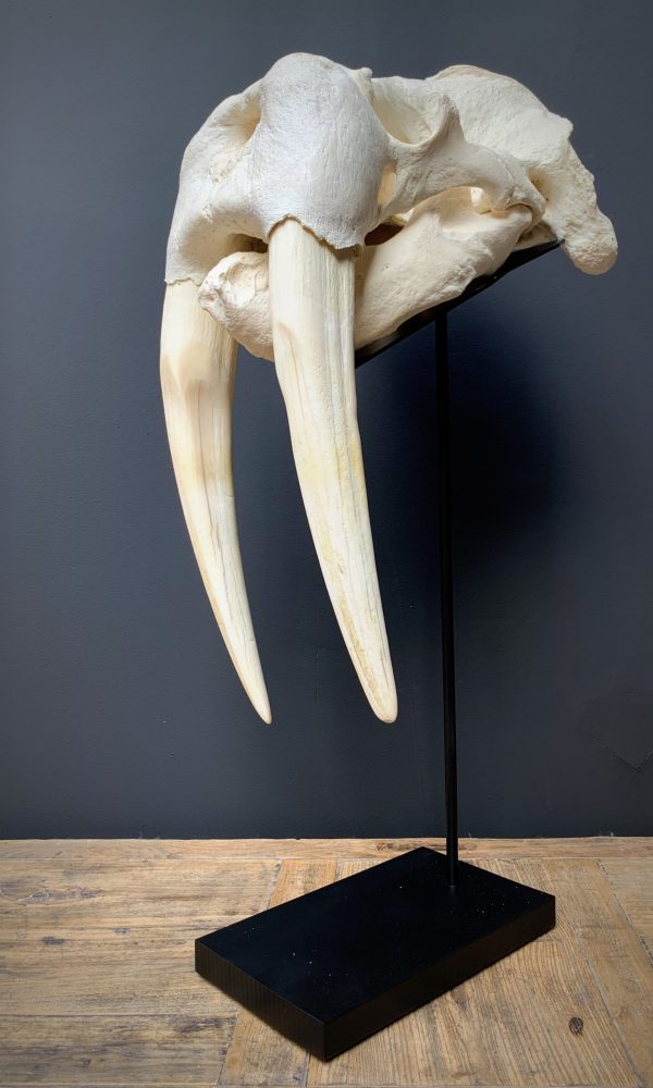 Nice Walrus skull