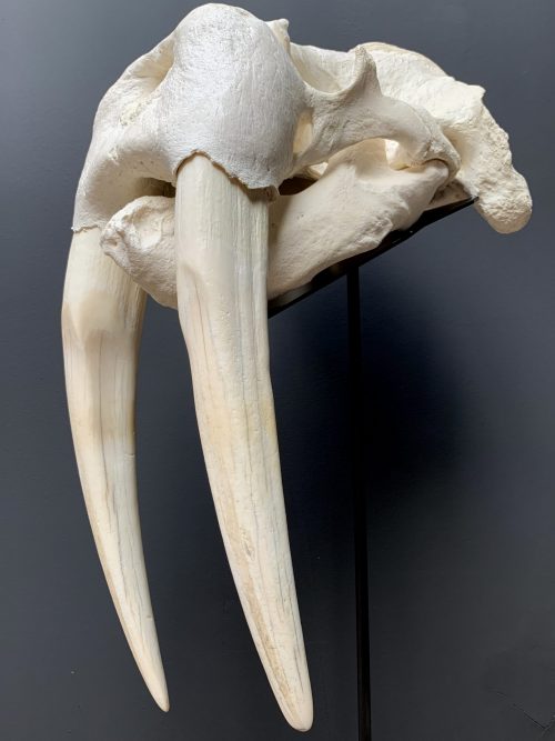 Nice Walrus skull