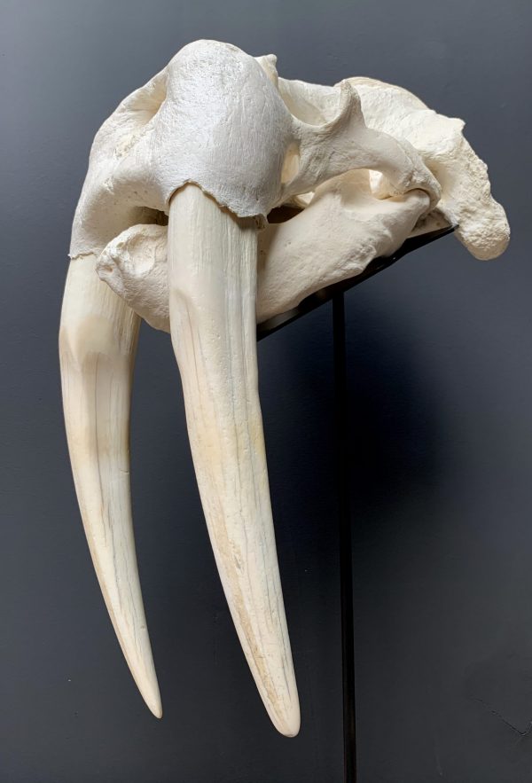 Nice Walrus skull