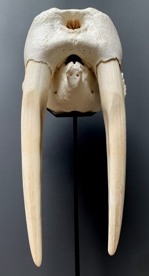 Nice Walrus skull