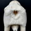 Nice Walrus skull