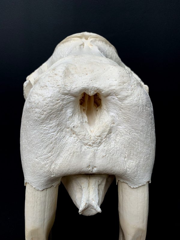 Nice Walrus skull