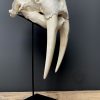 Nice Walrus skull