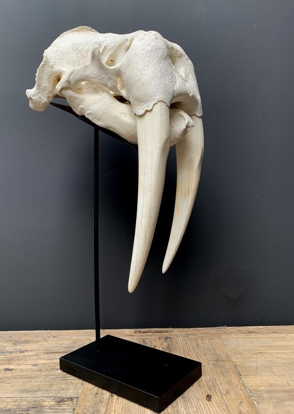 Nice Walrus skull