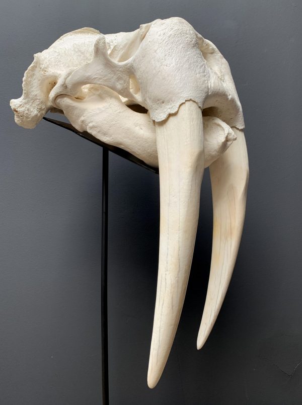 Nice Walrus skull