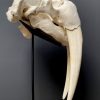 Nice Walrus skull