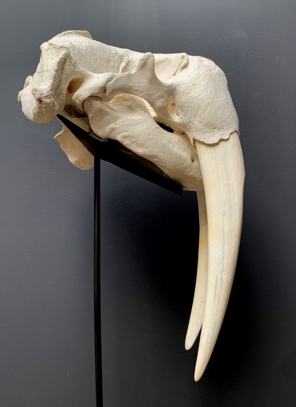 Nice Walrus skull