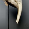 Nice Walrus skull