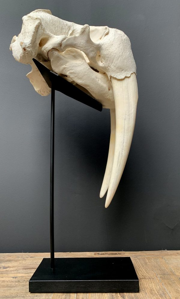 Nice Walrus skull