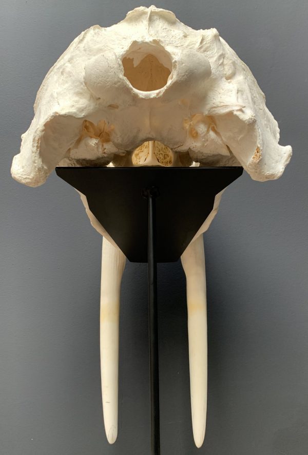 Nice Walrus skull