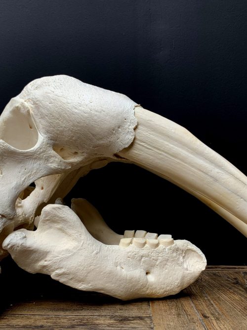 Nice Walrus skull